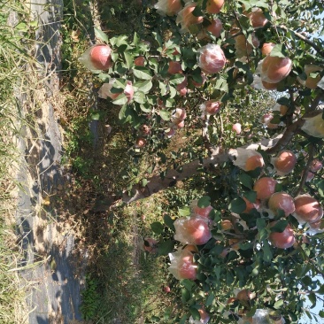 夏县水果
