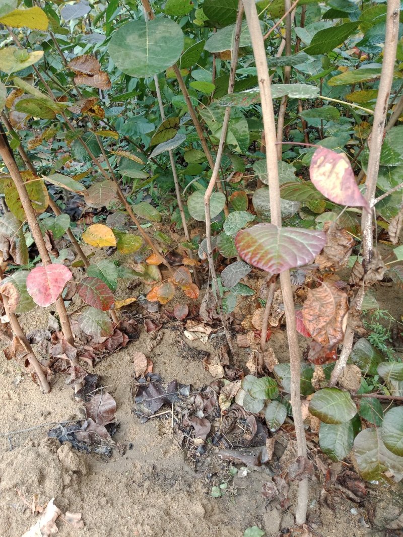 黄栌苗，根系发达，成活率很高