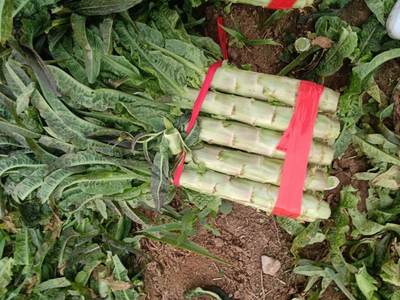 红叶莴笋大量上市了，货源充足，产地直供，欢迎各位老板釆购