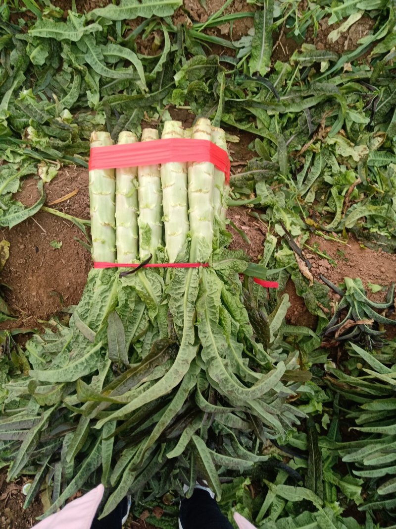 红叶莴笋大量上市了，货源充足，产地直供，欢迎各位老板釆购