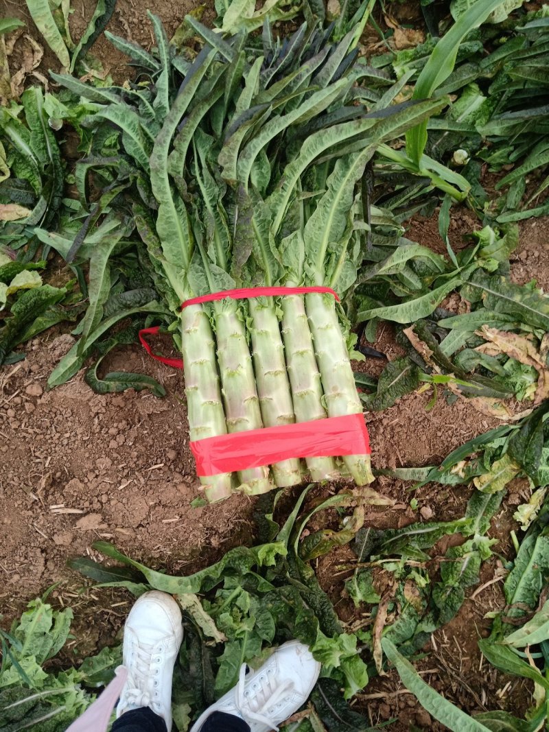 红叶莴笋大量上市了，货源充足，产地直供，欢迎各位老板釆购