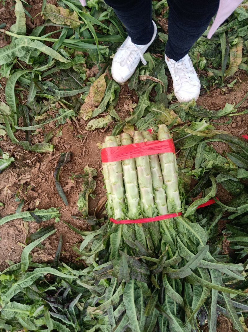 红叶莴笋大量上市了，货源充足，产地直供，欢迎各位老板釆购