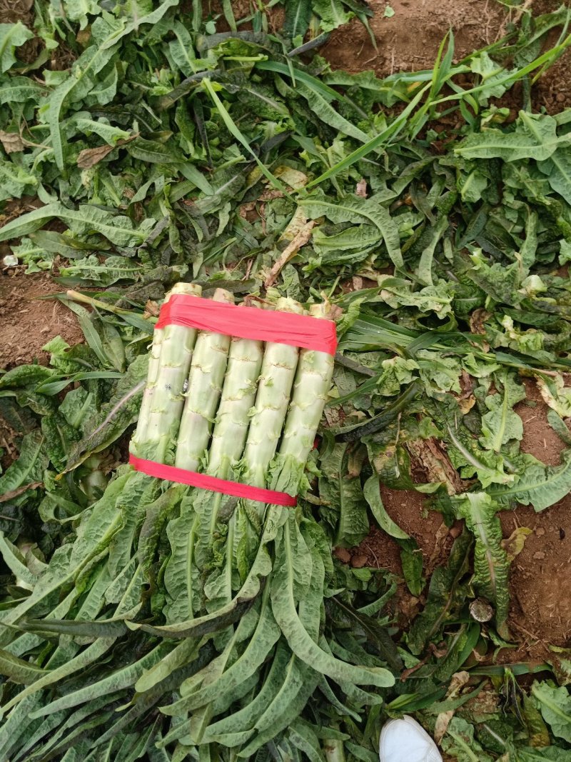 红叶莴笋大量上市了，货源充足，产地直供，欢迎各位老板釆购