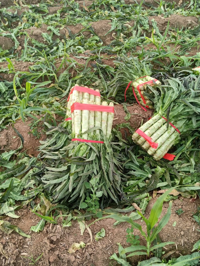 红叶莴笋大量上市了，货源充足，产地直供，欢迎各位老板釆购