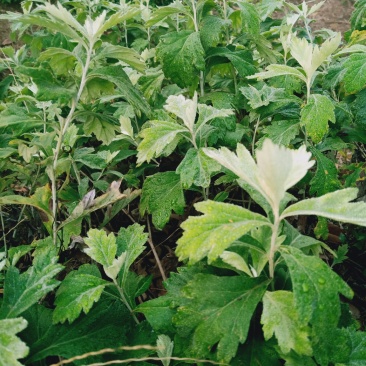 野艾草，艾草根、艾叶