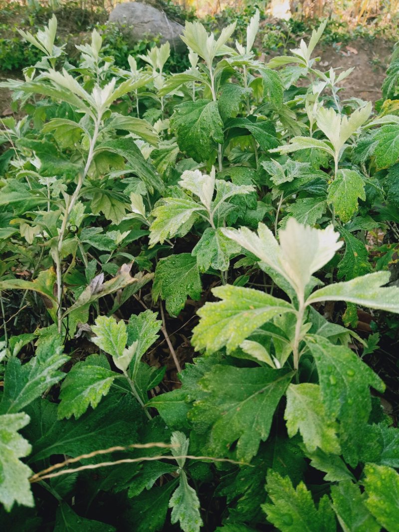 野艾草，艾草根、艾叶