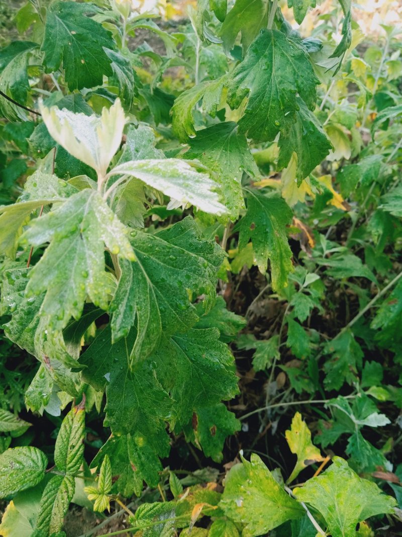 野艾草，艾草根、艾叶