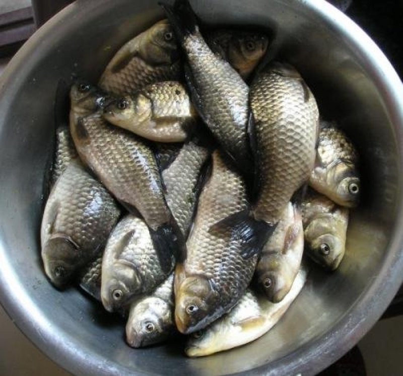 野生鲫鱼