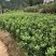 红心蜜柚苗0.5~0.8cm0.5~0.8m