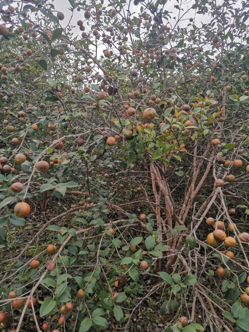 大量贵州高山油茶籽出售