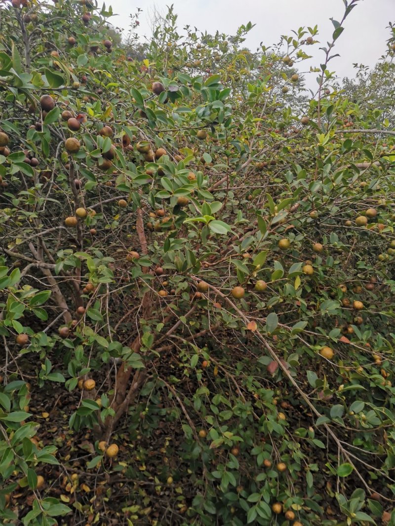 大量贵州高山油茶籽出售