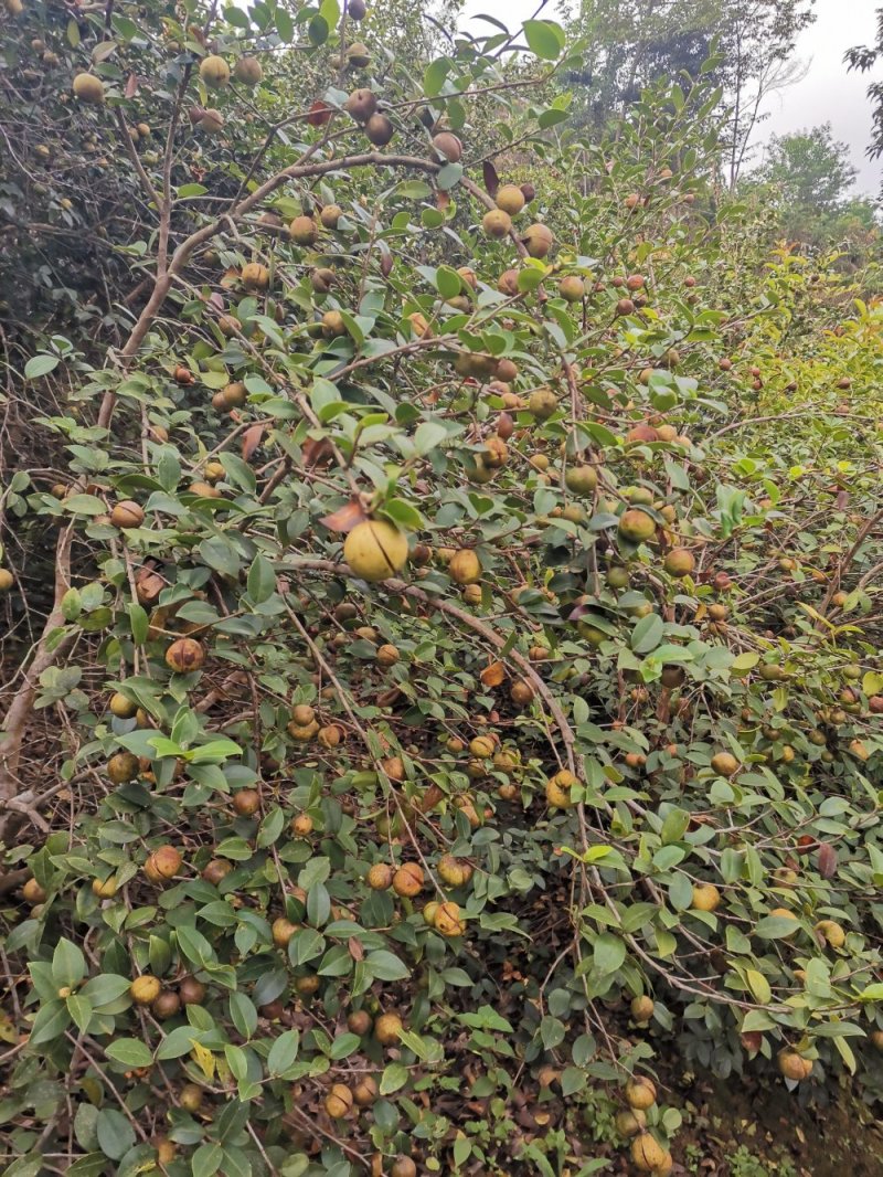 大量贵州高山油茶籽出售