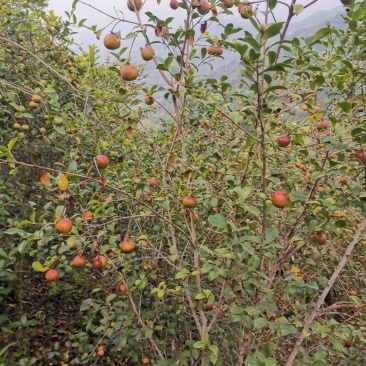 大量贵州高山油茶籽出售