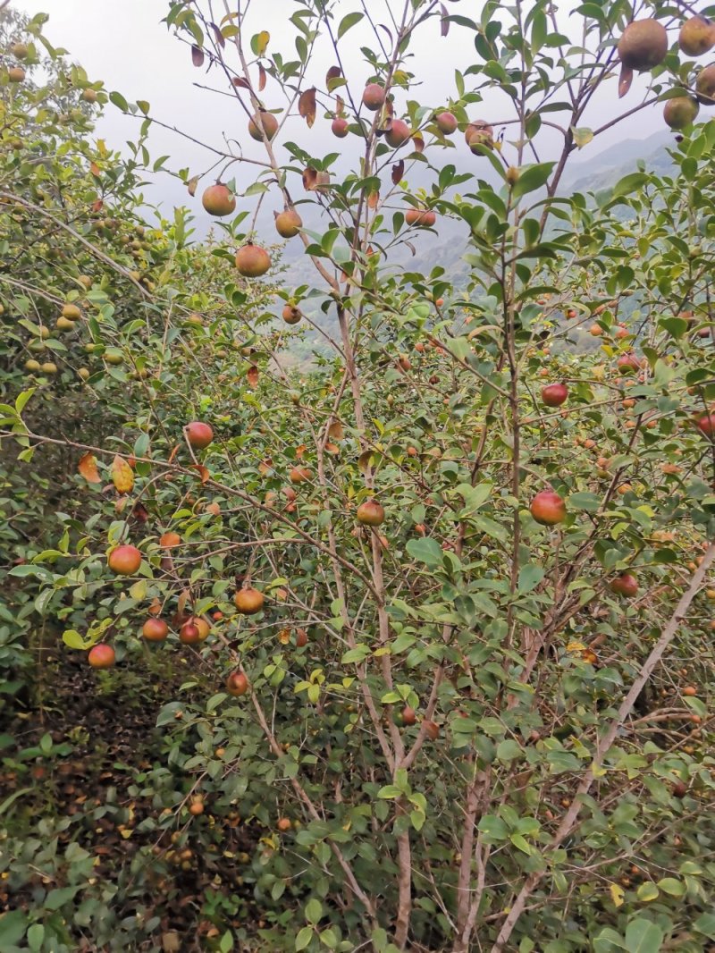 大量贵州高山油茶籽出售