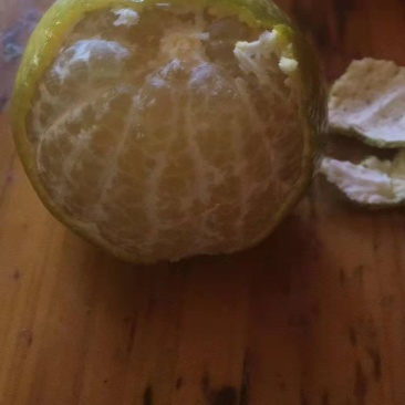 皇帝贡柑