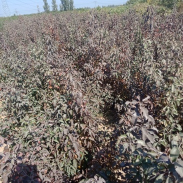 杜梨苗，生长快，抗逆性特强