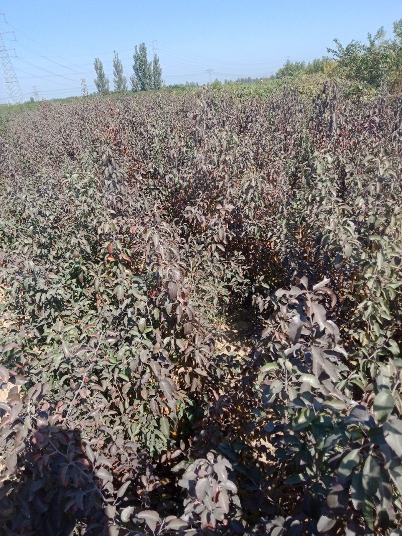 杜梨苗，生长快，抗逆性特强