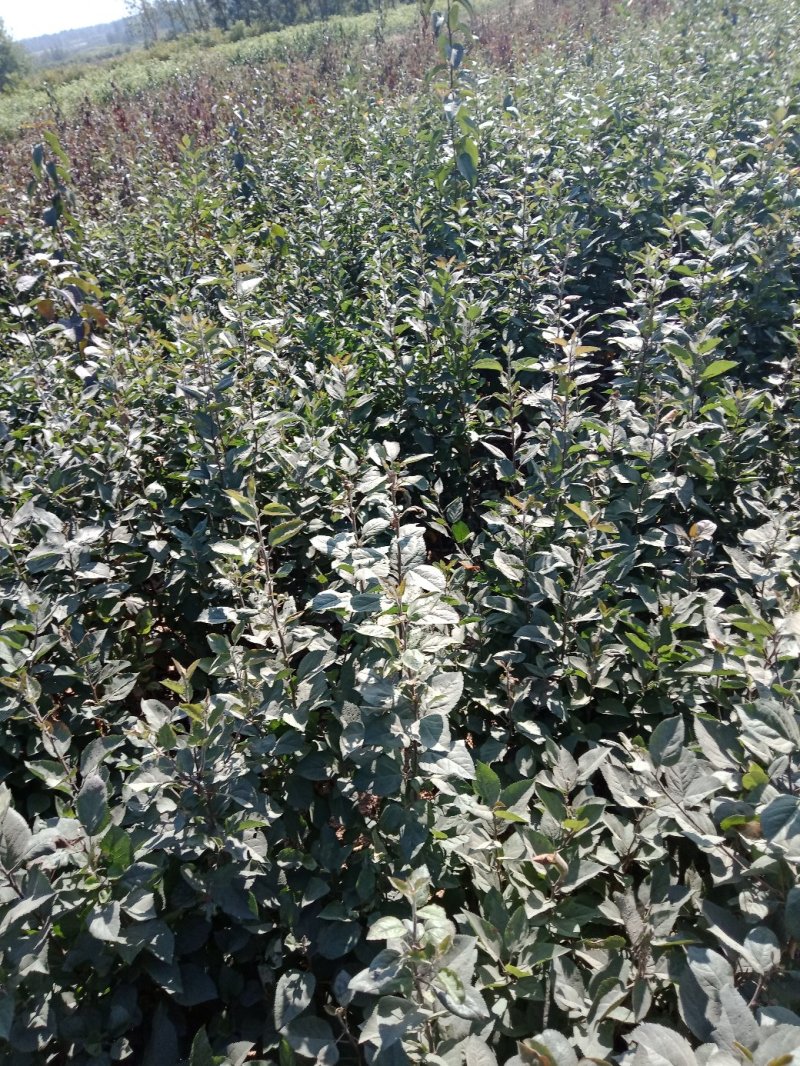 杜梨苗，生长快，抗逆性特强