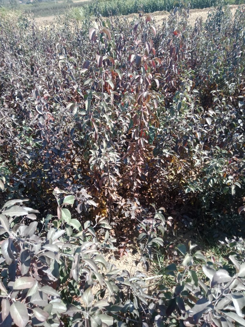 杜梨苗，生长快，抗逆性特强
