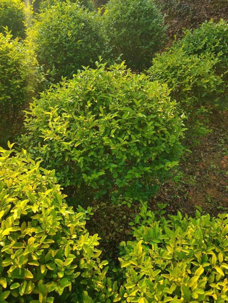 金冠女贞球园林绿化工程用苗常绿植物