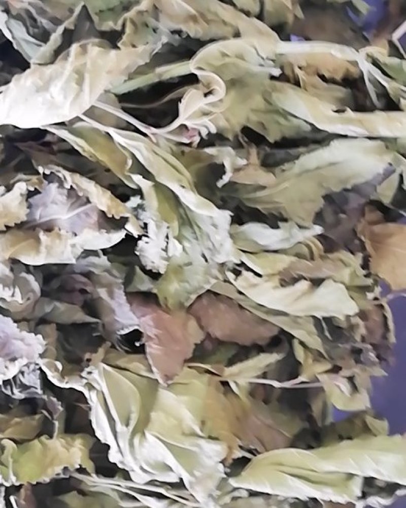 精制桑叶