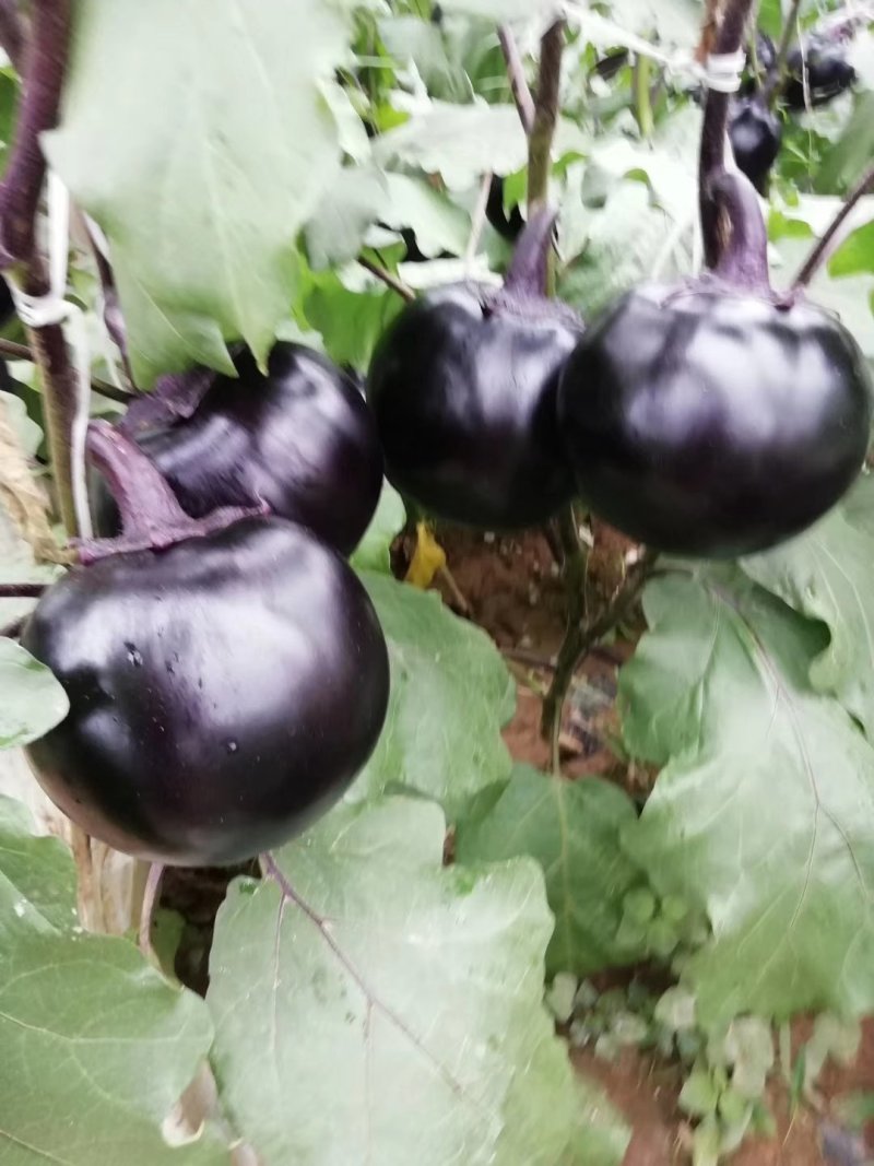 大量紫光圆茄，质量保证诚信代收，货源充足