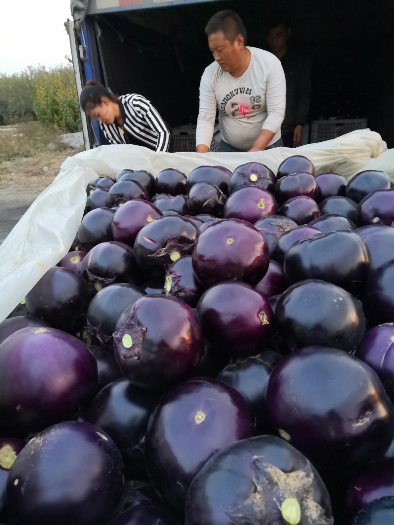 大量紫光圆茄，质量保证诚信代收，货源充足