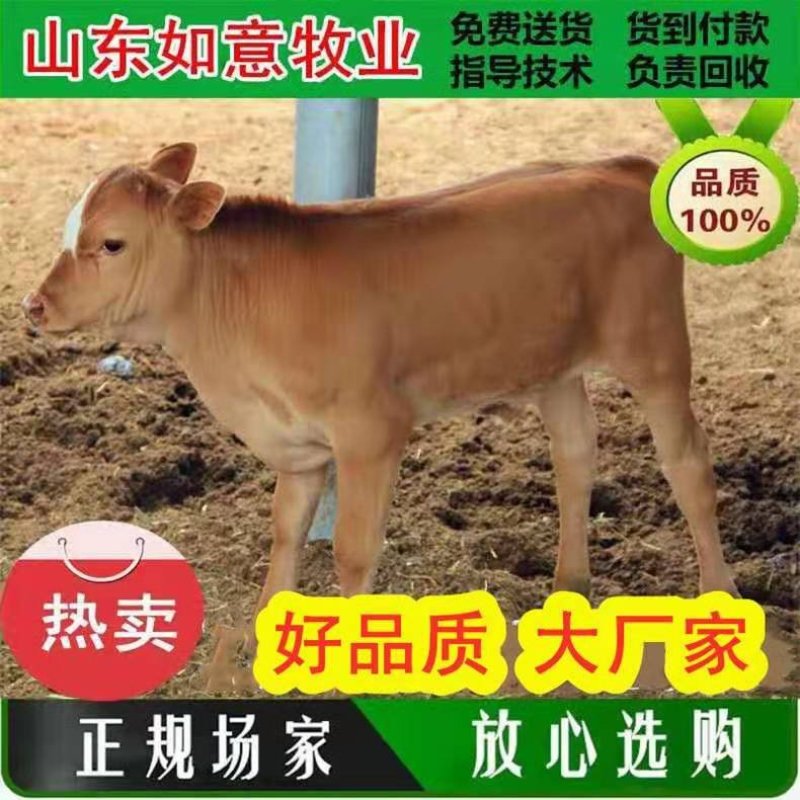 湘西黄牛十头包送货到付款享受惠民补贴。