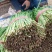 河北宽叶韭菜，**，平台。电商，食品厂，