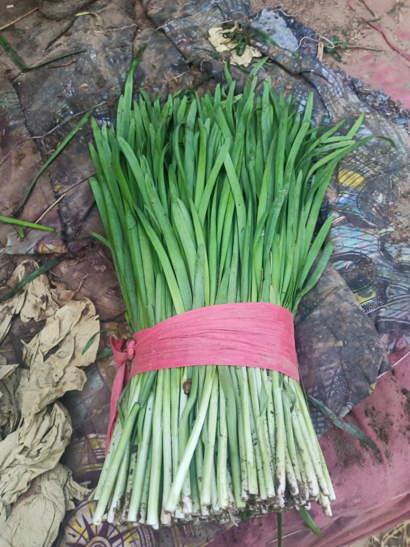 河北韭菜。大棚种植，平台，电商，食品厂。**产品。