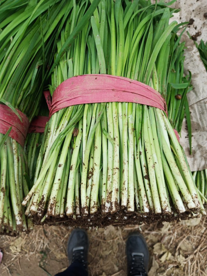 河北韭菜。大棚种植，平台，电商，食品厂。**产品。