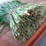 河北韭菜。大棚种植，平台，电商，食品厂。**产品。