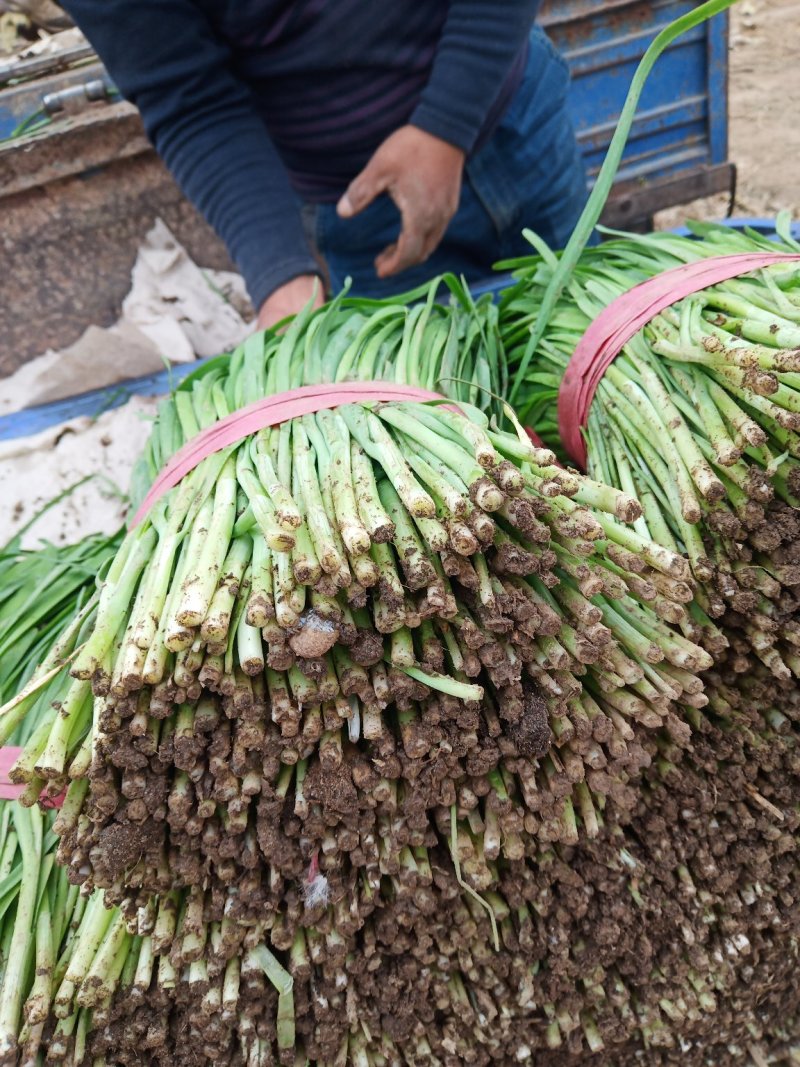 河北韭菜。大棚种植，平台，电商，食品厂。**产品。
