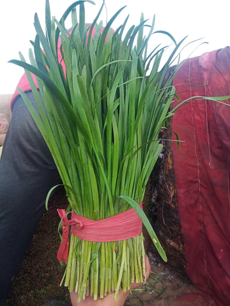 河北韭菜。大棚种植，平台，电商，食品厂。**产品。