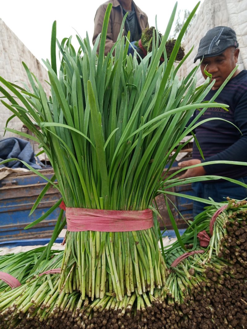 河北韭菜。大棚种植，平台，电商，食品厂。**产品。