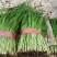 河北韭菜。大棚种植，平台，电商，食品厂。**产品。