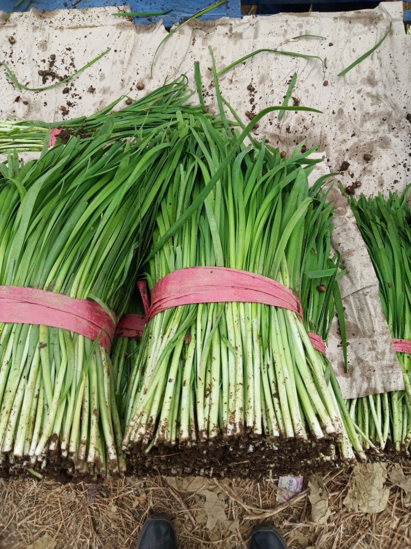 河北韭菜。大棚种植，平台，电商，食品厂。**产品。