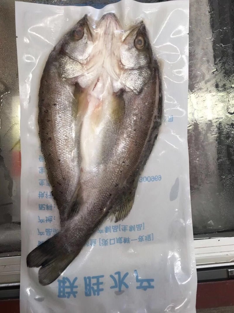 海鲈鱼