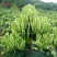 湘蕾金银花苗20~90cm【顺丰包邮】产量高，见效快。