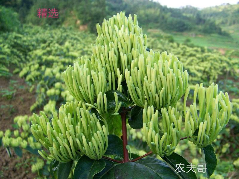 湘蕾金银花苗20~90cm【顺丰包邮】产量高，见效快。
