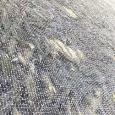 草鱼