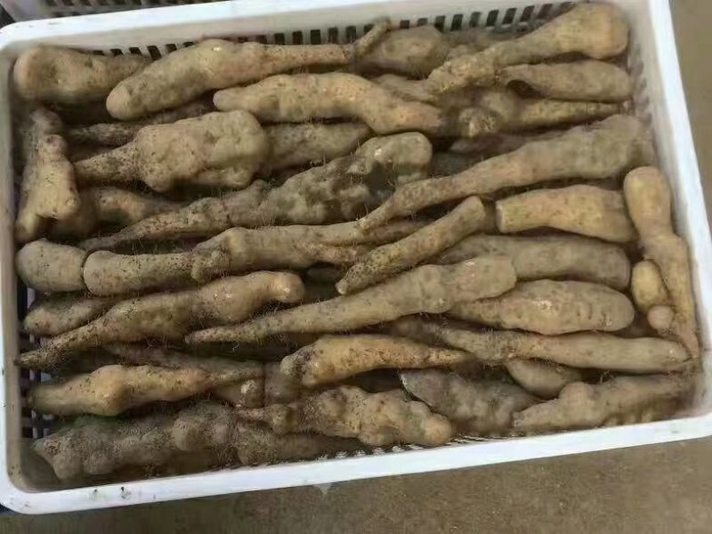 大别山区高溪棒槌山药佛手山药湖北黄冈