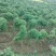 大别山区高溪棒槌山药佛手山药湖北黄冈