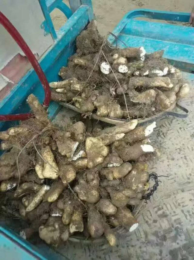 大别山区高溪棒槌山药佛手山药湖北黄冈