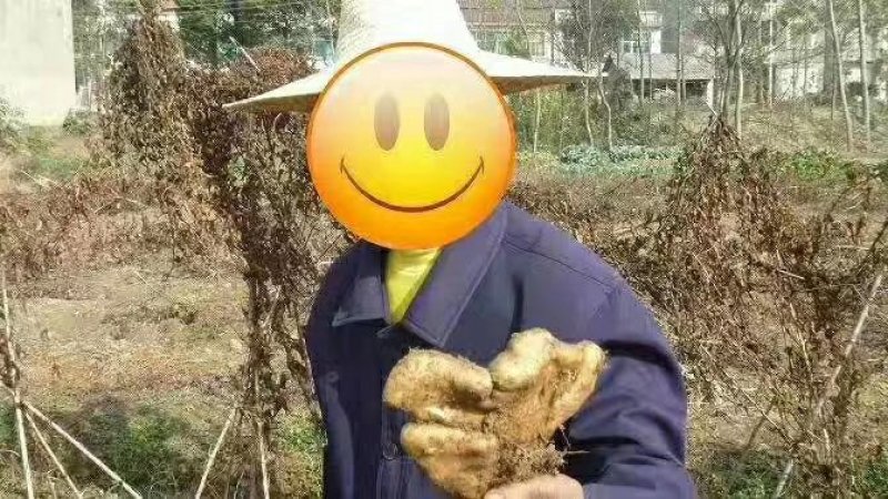 大别山区高溪棒槌山药佛手山药湖北黄冈