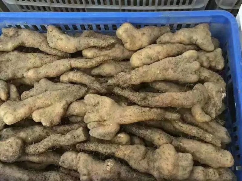 大别山区高溪棒槌山药佛手山药湖北黄冈