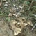大别山区高溪棒槌山药佛手山药湖北黄冈