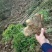 大别山区高溪棒槌山药佛手山药湖北黄冈