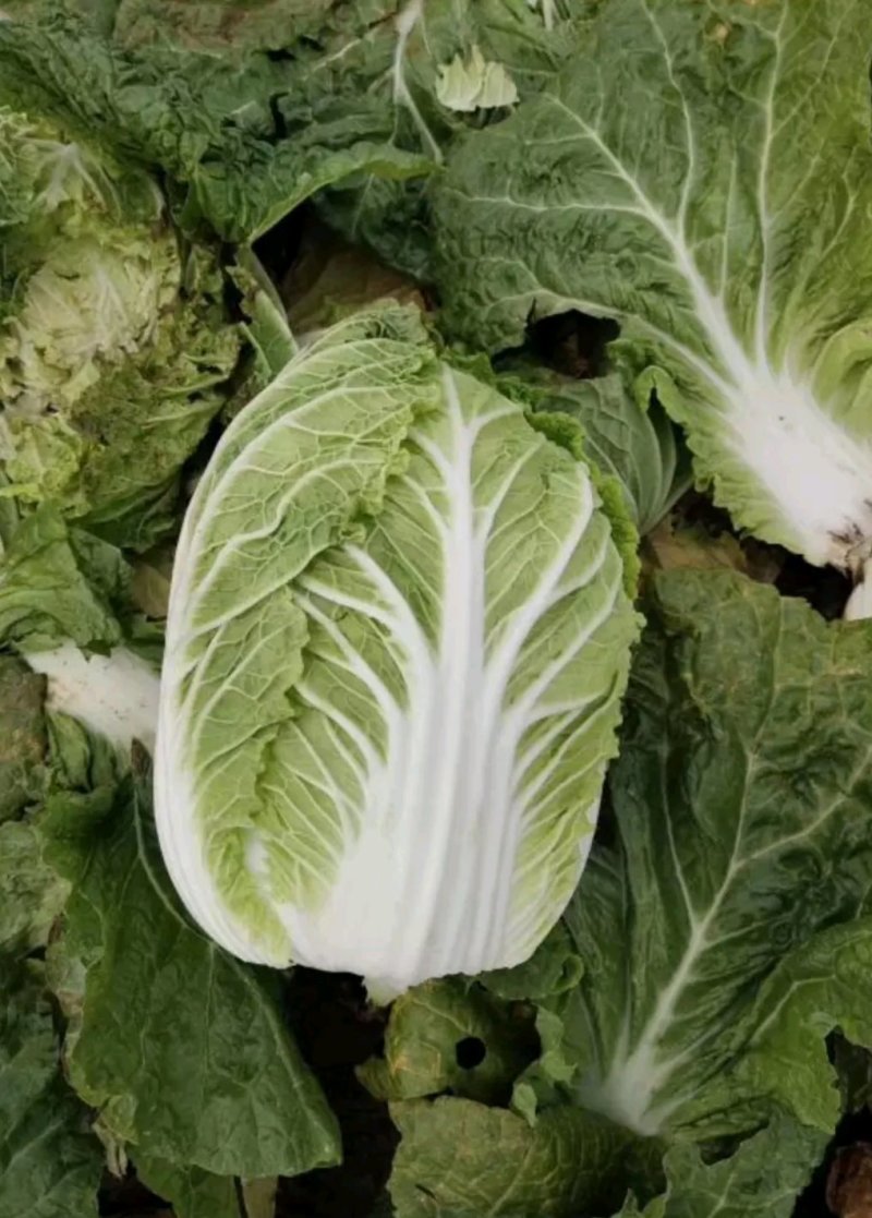 山东滕州黄心白菜大白菜大量供应产地直发货源充足