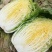 山东滕州黄心白菜大白菜大量供应产地直发货源充足